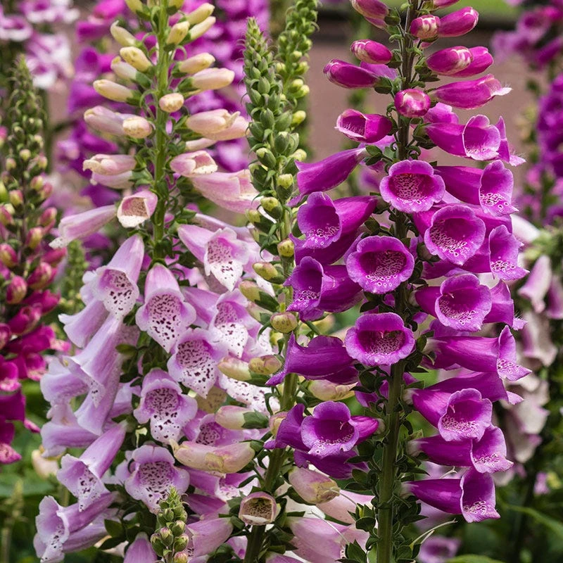Foxglove Seeds - Image 4