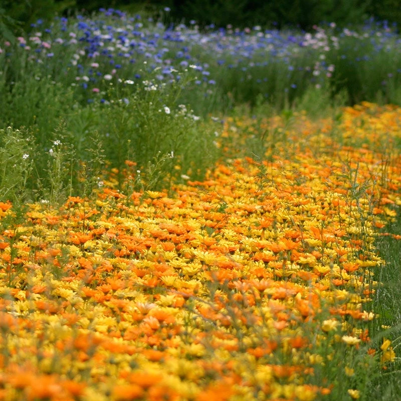 African Daisy Seeds - Image 4