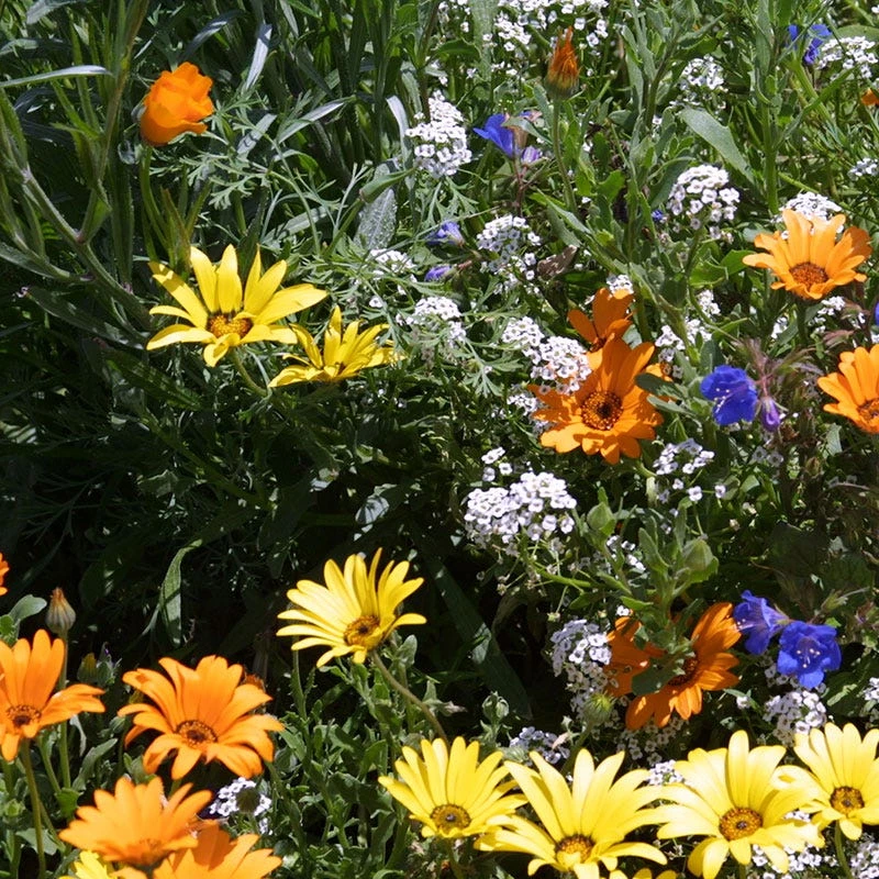 African Daisy Seeds - Image 5