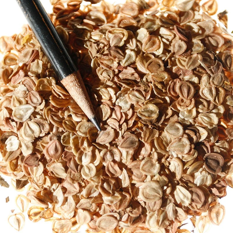 African Daisy Seeds - Image 3