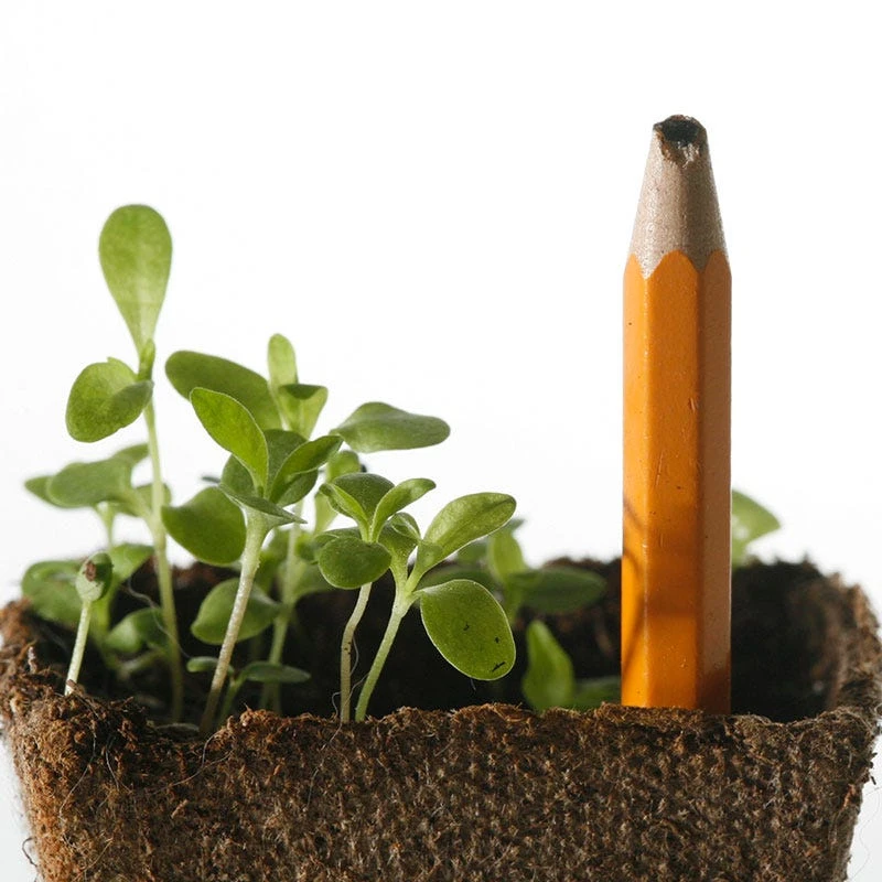 African Daisy Seeds - Image 6