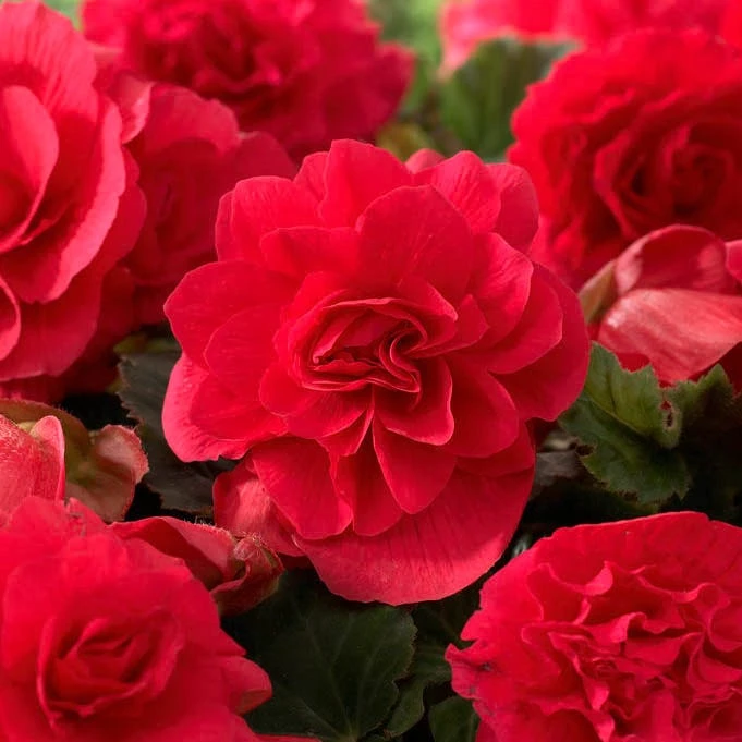 Shade Porch Red Bulb Collection - Image 2