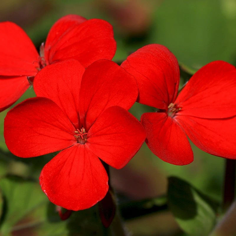 Red Wildflower Seed Mix - Image 2