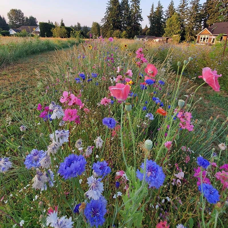 Dry Meadow Wildflower Seed Mix - Image 4