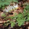 Dutchman's Breeches