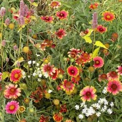 Native Eastern Xeriscape Wildflower Seed Mix