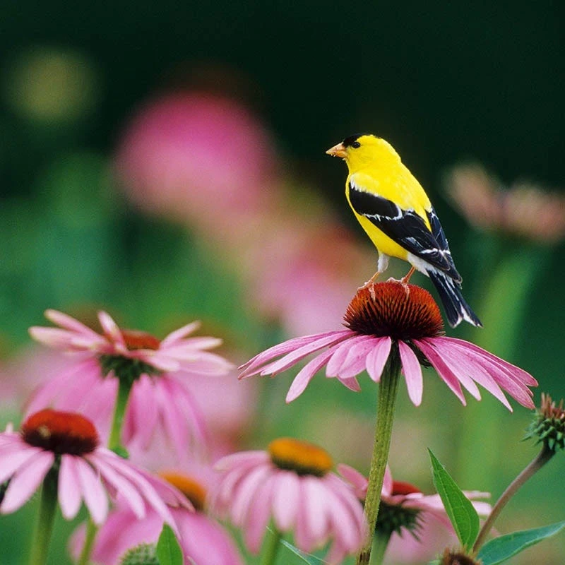Buzz & Flutter Pollinator Wildflower Seed Collection - Image 3