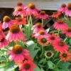 Sombrero Poco™ Hot Coral Echinacea