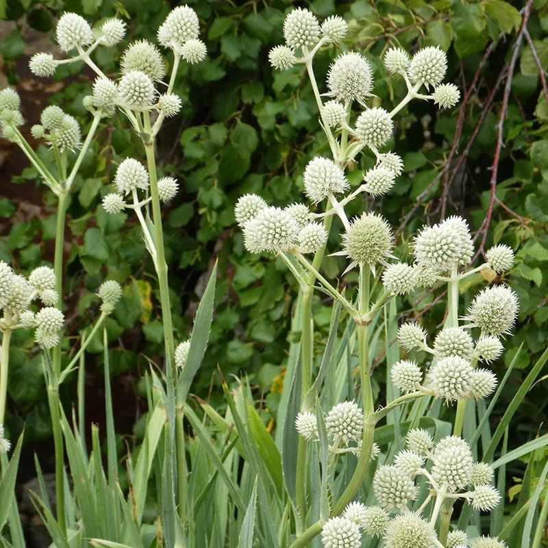 Rattlesnake Master - Image 2