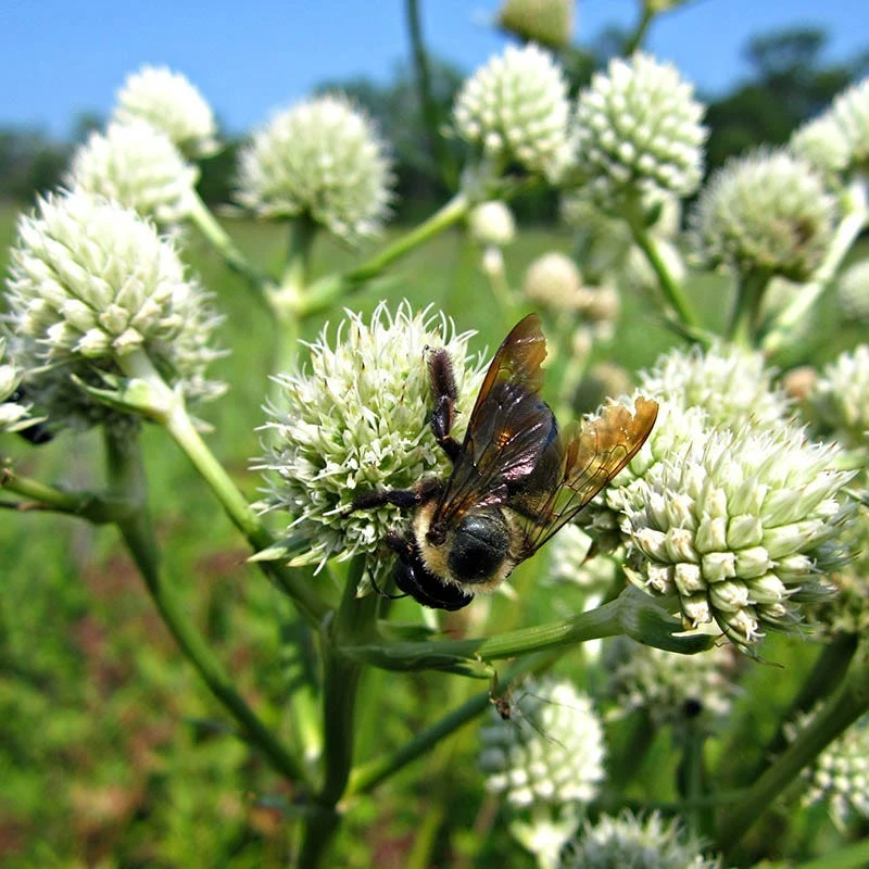 Rattlesnake Master - Image 3