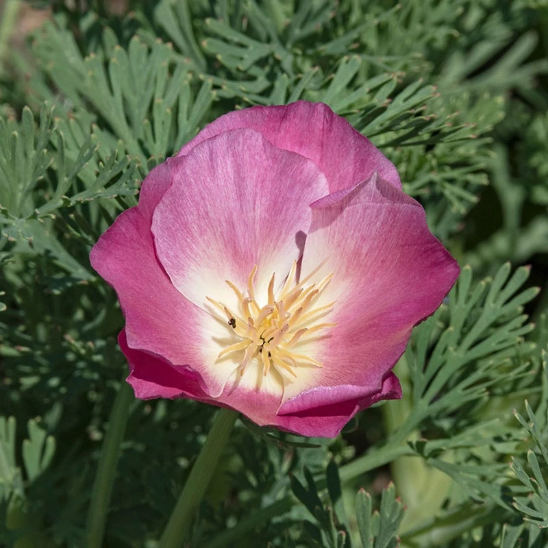 California Poppy Seeds Purple Gleam - Image 5