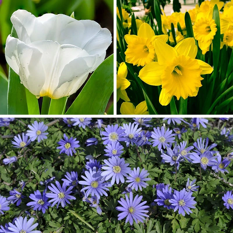 Early Arrival Bulb Collection - Image 4