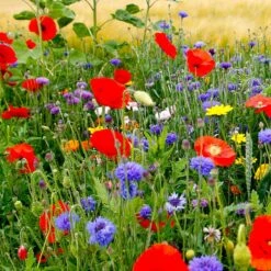 Fall Maximum Wildflower Seed Mix