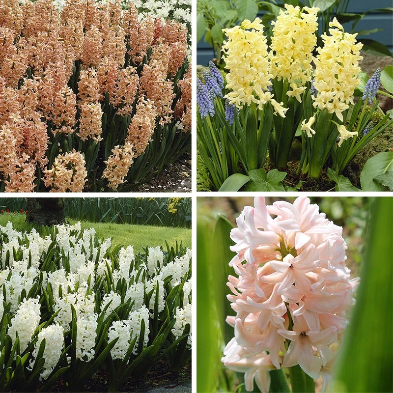 Spring Dawn Hyacinth Bulb Collection - Image 5