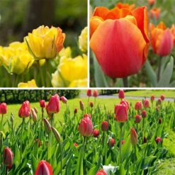 Warm Glow Tulip Bulb Collection