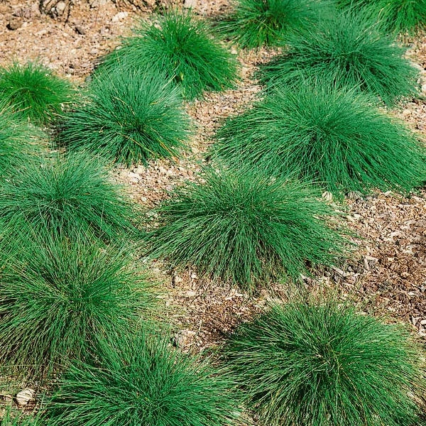 Sheep Fescue Grass Seeds - Image 2