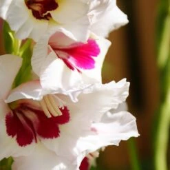 Fiorentina Gladiolus