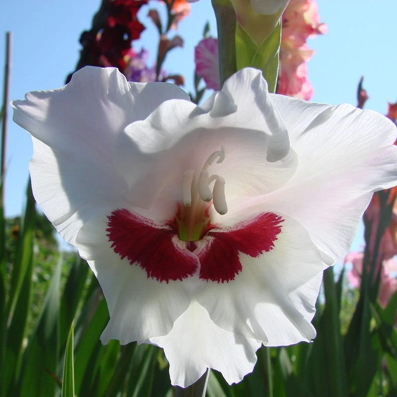 Fiorentina Gladiolus - Image 2