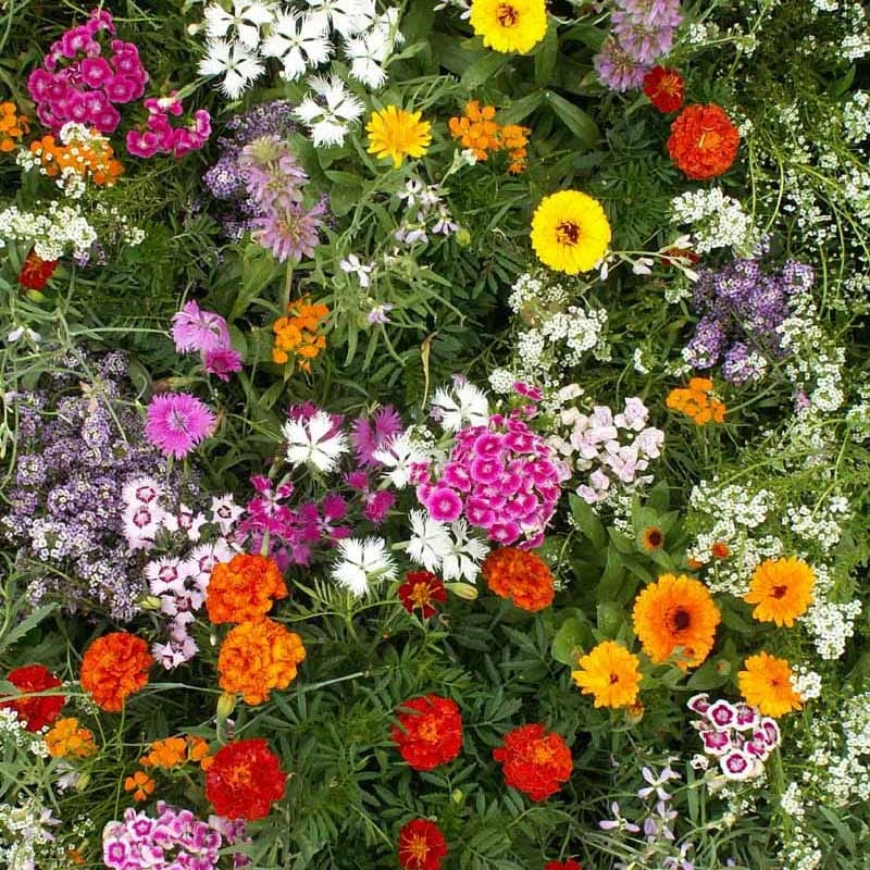 Fragrant Wildflower Seed Mix - Image 8