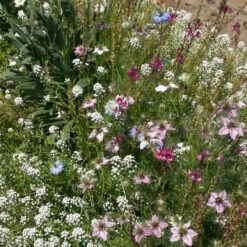 Fragrant Wildflower Seed Mix