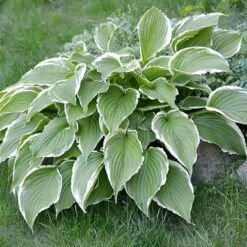 Francee Hosta