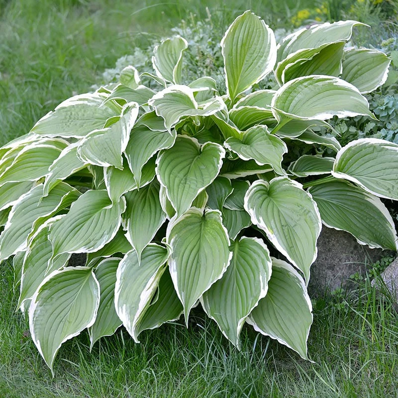 Francee Hosta