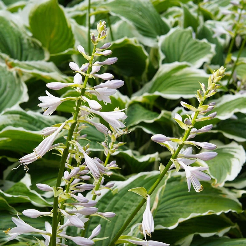 Francee Hosta - Image 2