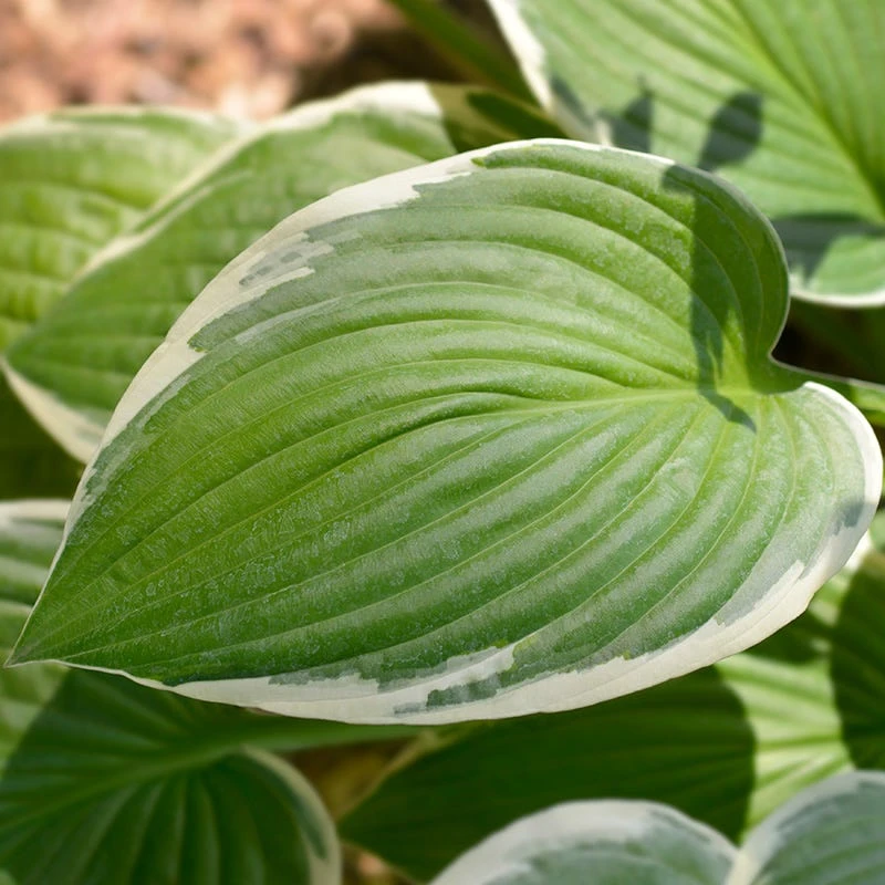 Francee Hosta - Image 3