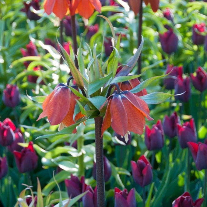 Red Crown Imperial - Image 4