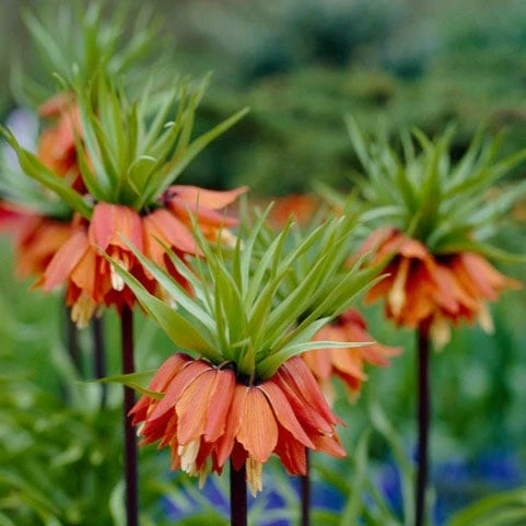 Red Crown Imperial - Image 5