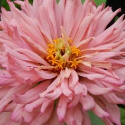 Rose Giant Cactus Zinnia Seeds
