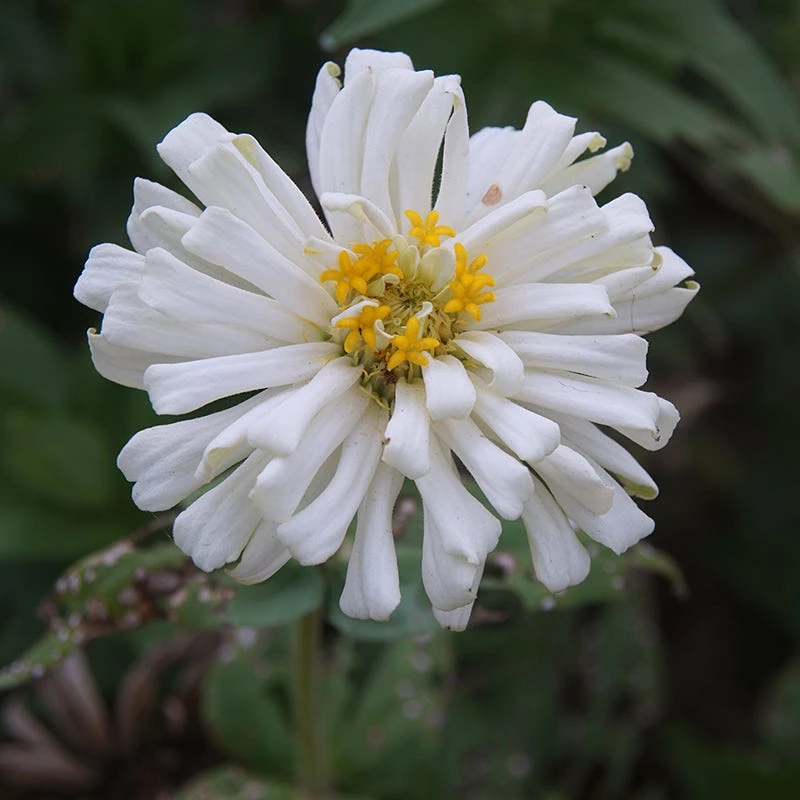 White Giant Cactus Zinnia Seeds - Image 3