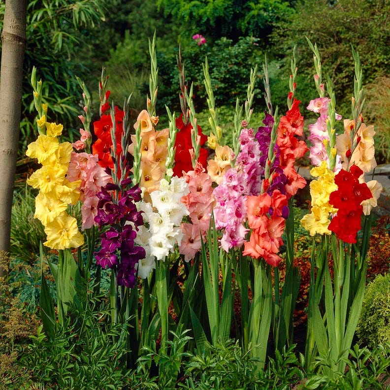 Rainbow Gladiolus Mix - Image 3