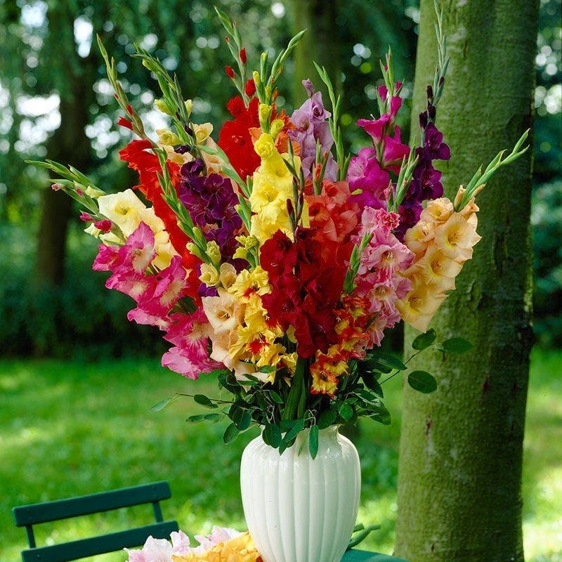 Rainbow Gladiolus Mix - Image 6