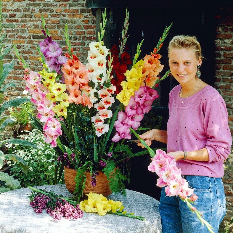Rainbow Gladiolus Mix - Image 4