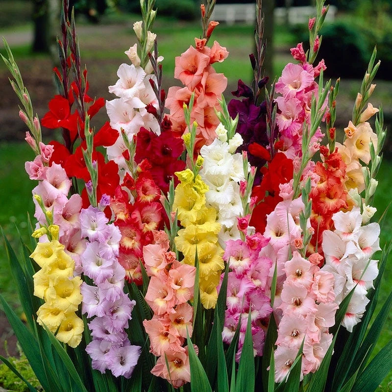 Rainbow Gladiolus Mix - Image 2