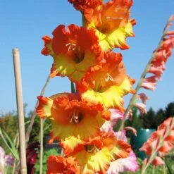 Summer Sorbet Gladiolus Collection