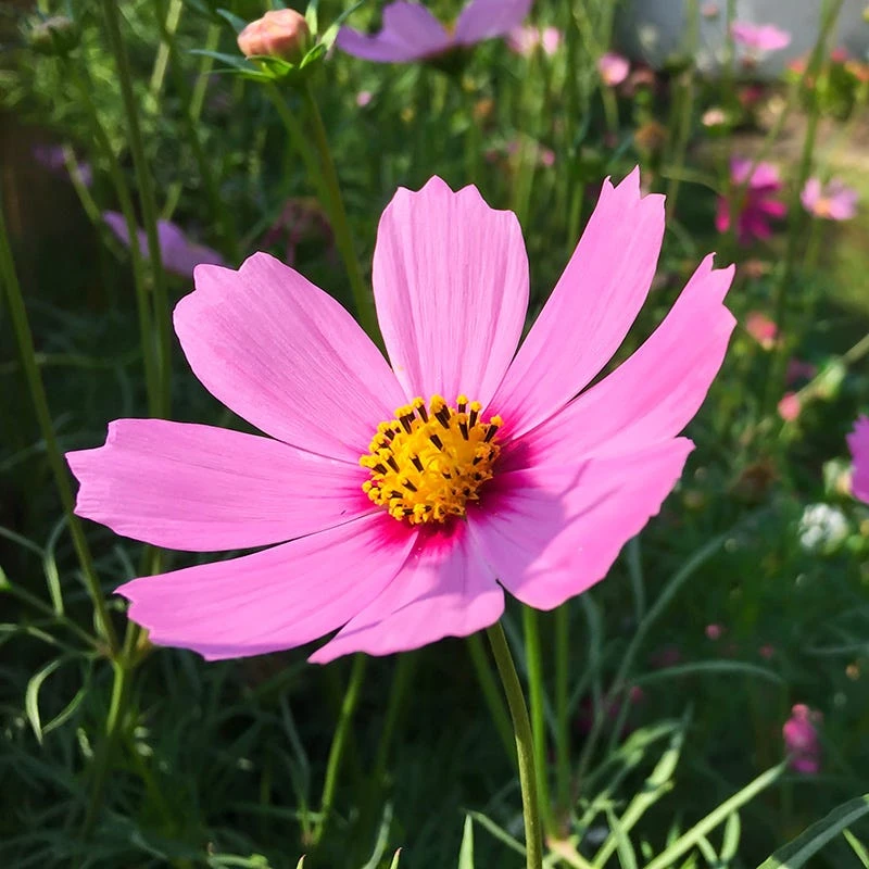 Good Karma Cosmos Seed Collection - Image 3