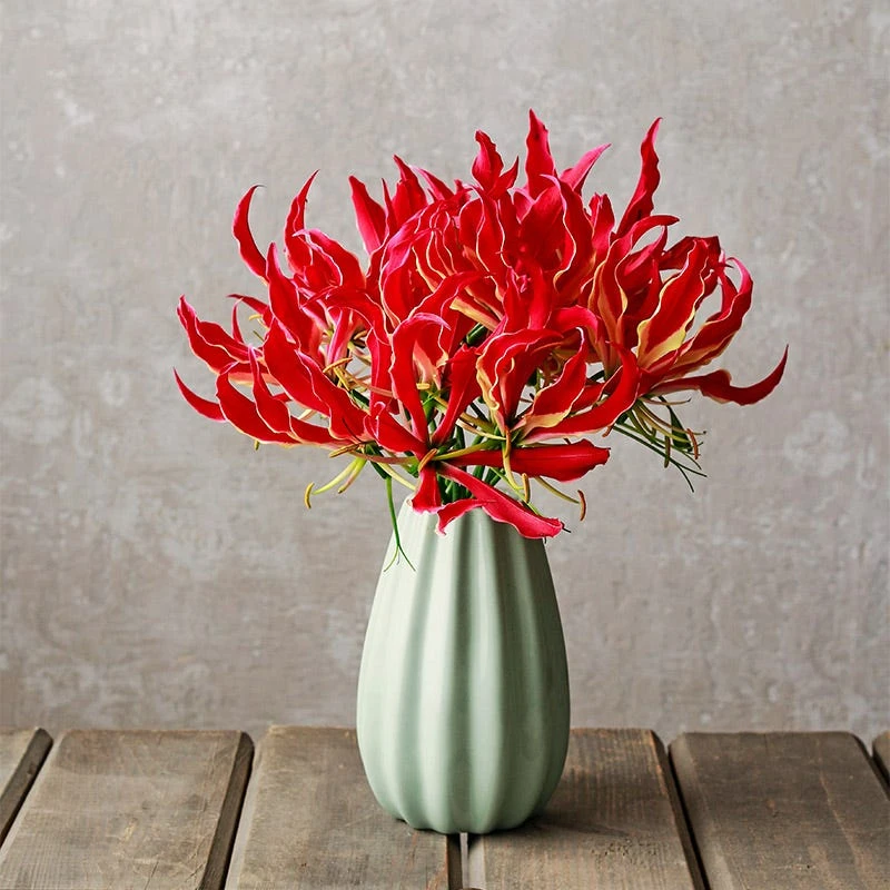 Gloriosa Lily - Image 4