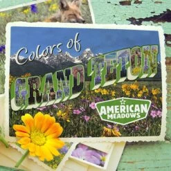 Colors Of Grand Teton Wildflower Seed Mix