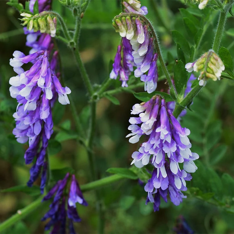 Hairy Vetch Seeds - Image 5