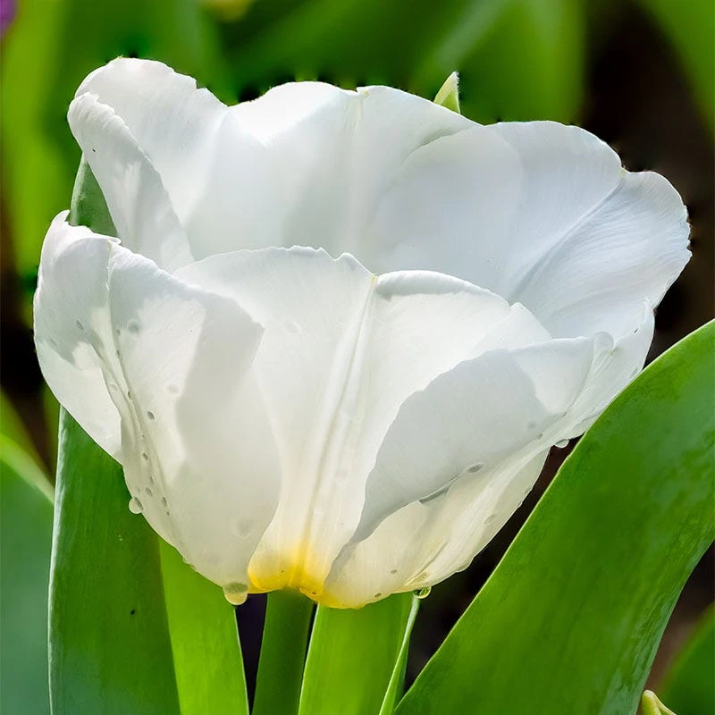 Early Arrival Bulb Collection - Image 2