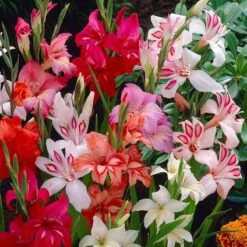 Hardy Gladiolus Mix