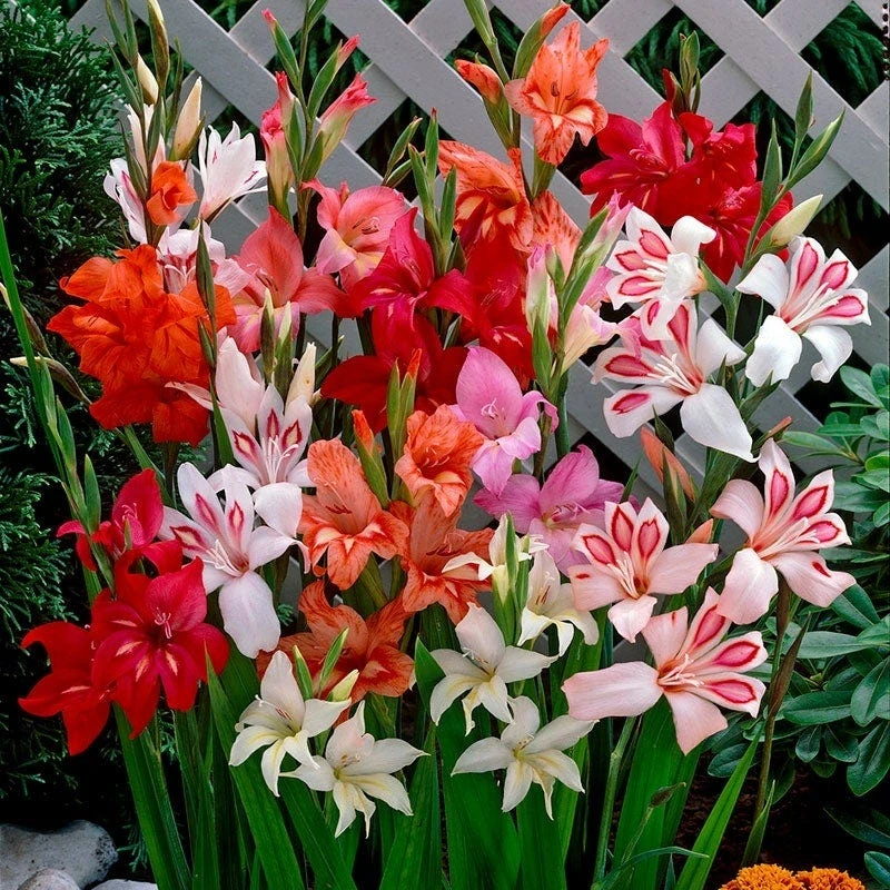 Hardy Gladiolus Mix - Image 2
