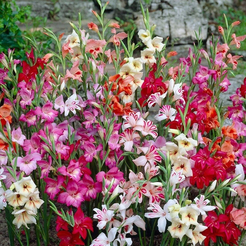 Hardy Gladiolus Mix - Image 3