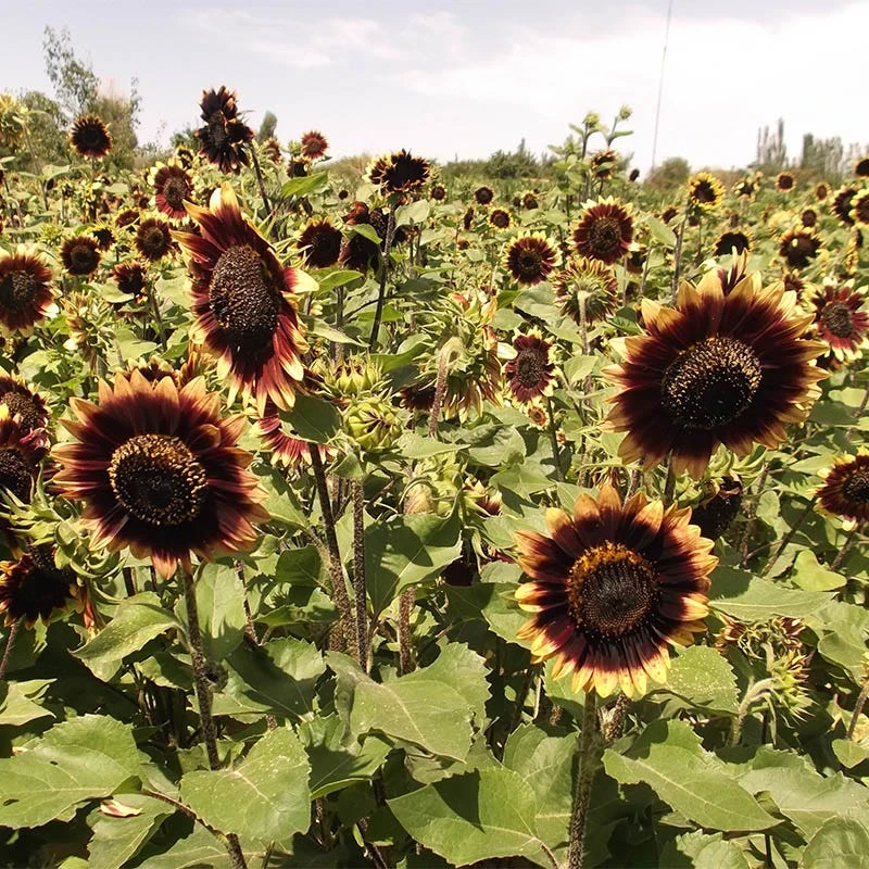 Sunflower Seeds Crimson Velvet - Image 3