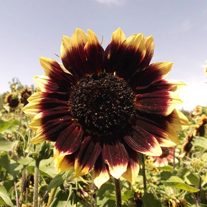 Sunflower Seeds Crimson Velvet - Image 2