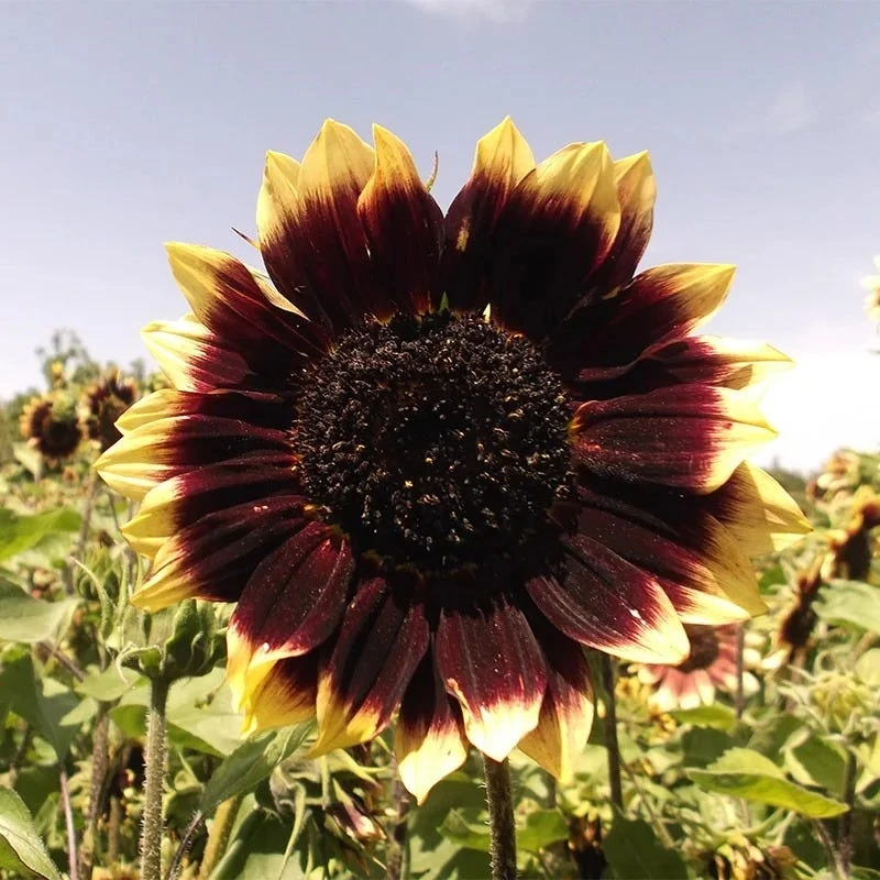 Sunflower Seeds Crimson Velvet - Image 4