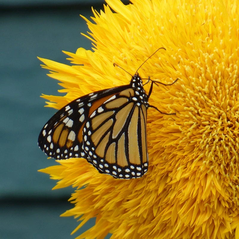 Sunflower Seeds Giant Teddy Bear - Image 3