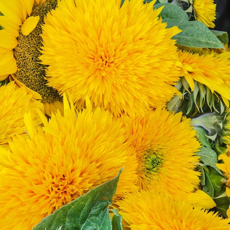 Sunflower Seeds Giant Teddy Bear - Image 4